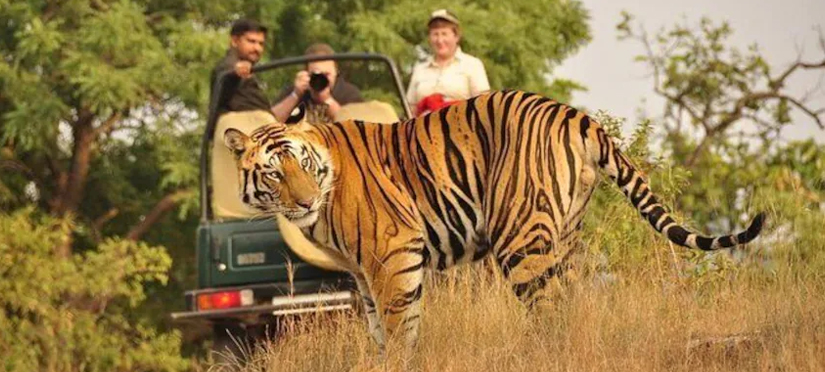 Golden Triangle With Ranthambore Park